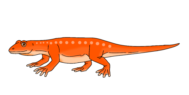 Orange Flamenewt2