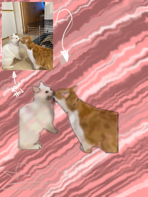 Teddy and Merlin (my other cat) ❤️❤️❤️❤️