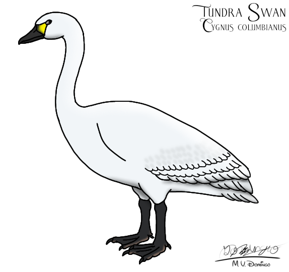 Tundra Swan