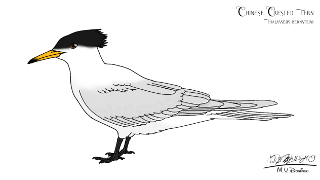 Chinese Crested Tern