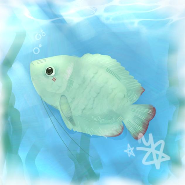 🌟DWARF GOURAMI🐠