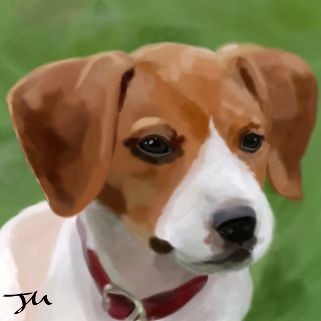 Beagle-Jack Russel mix