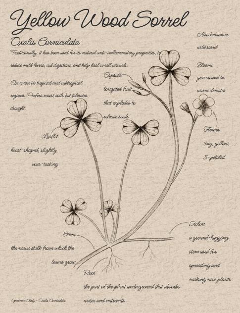 Botanical Study Page Yellow Woodsorrel