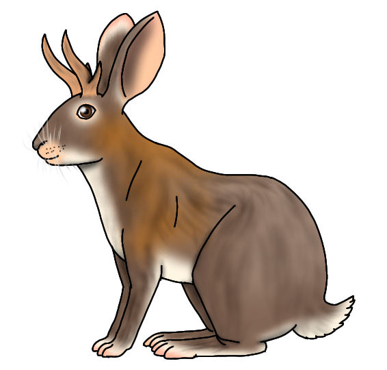 Common Horned Hare male render