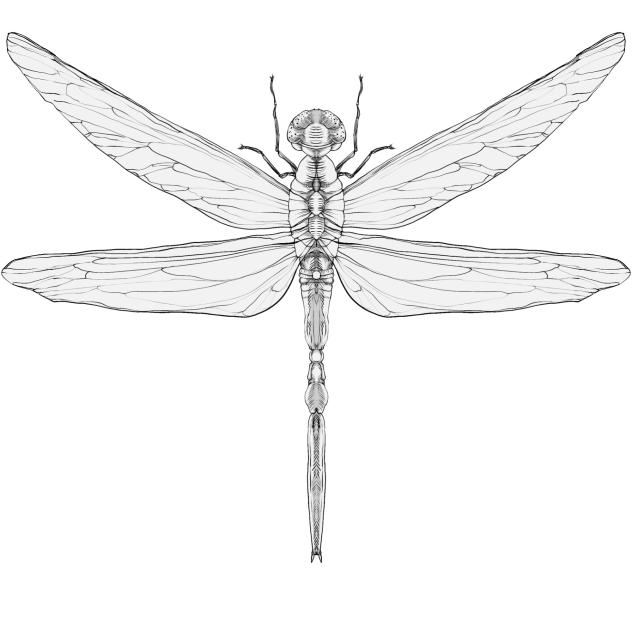 Dragonfly