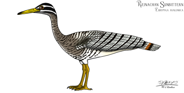 Sawintiran Sunbittern