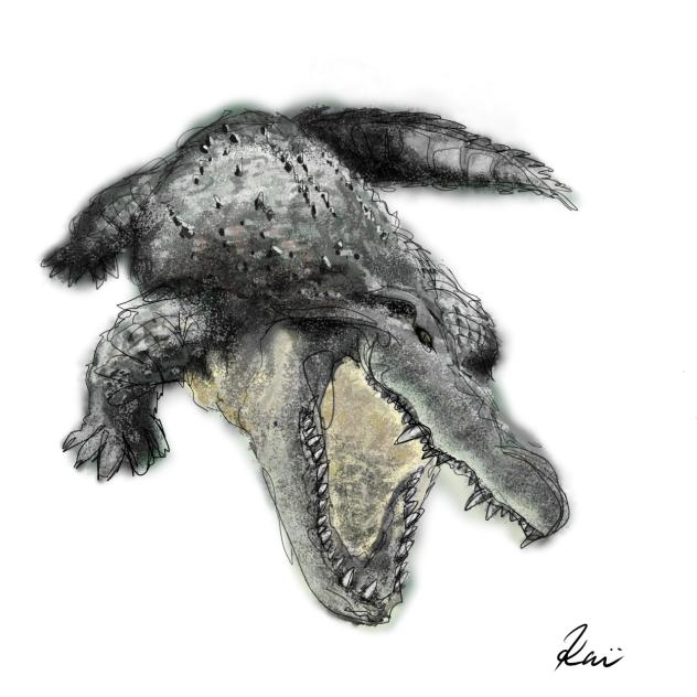 ワニ　Crocodile