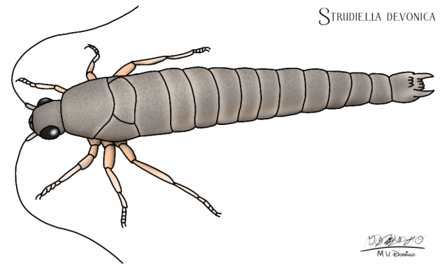 Strudiella devonica