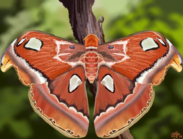atlas moth