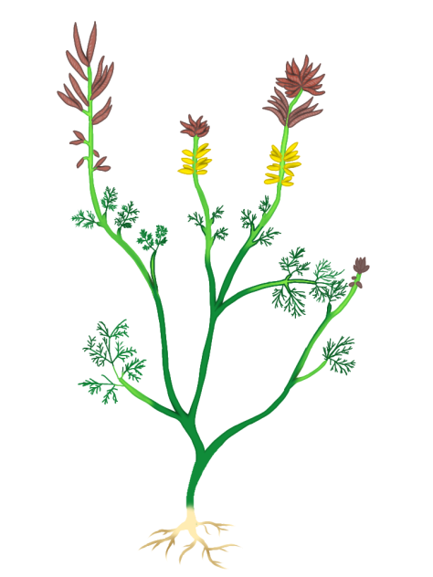 Archaefructus liaoningensis2