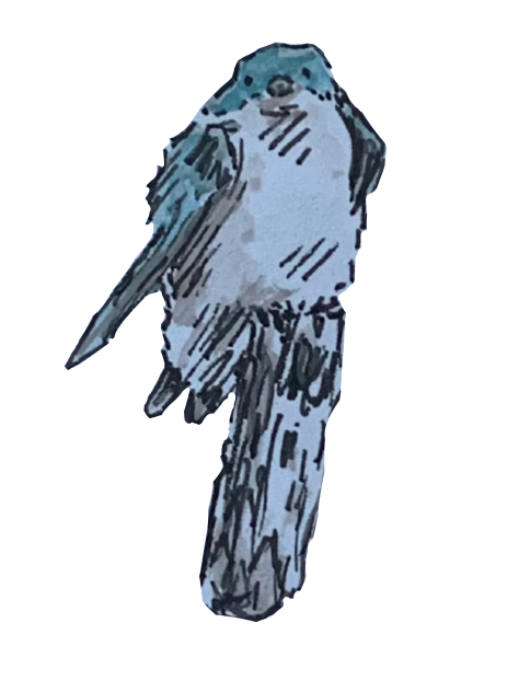 Bird in watercolor