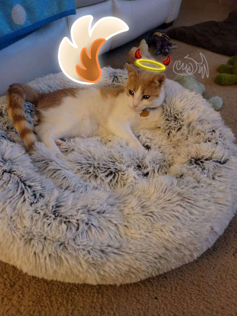 Angel cat