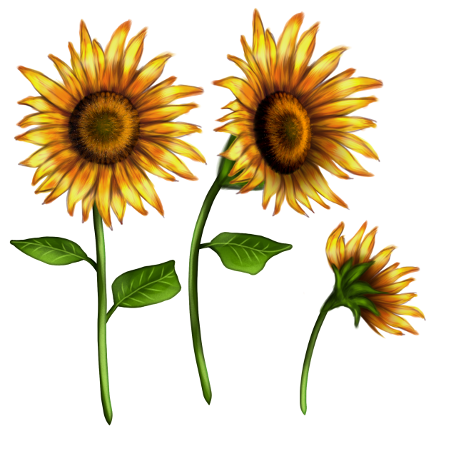Sunflowers