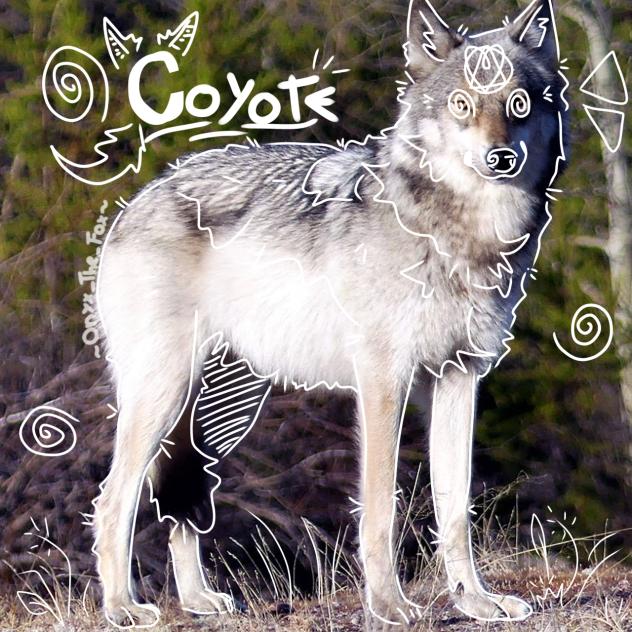 ⭐️Dizzy Coyote⭐️