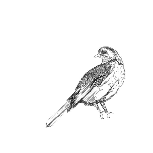 Bird - ibisPaint