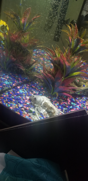 I think my fish is dead •-•