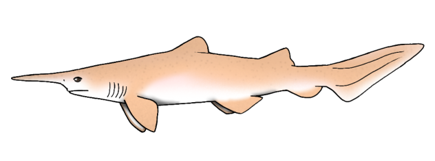 Scapanorhynchus texanus2
