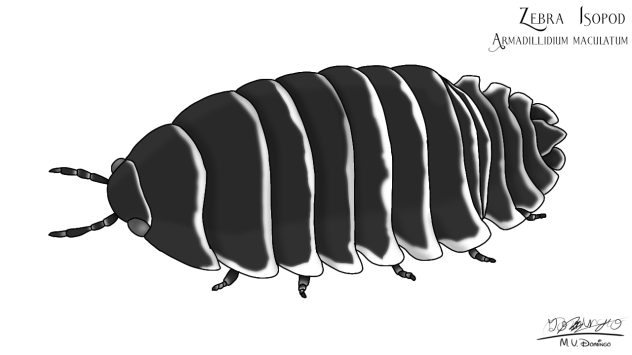 Zebra Isopod
