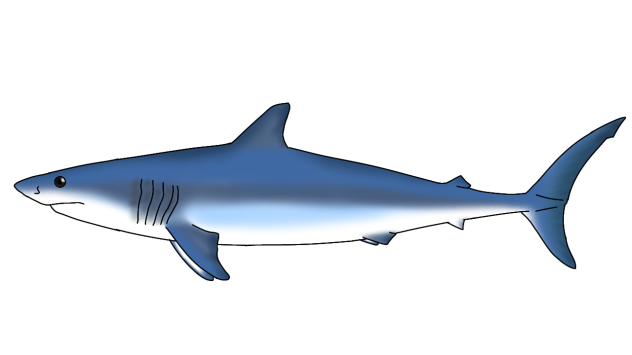 Shortfin Mako Shark render