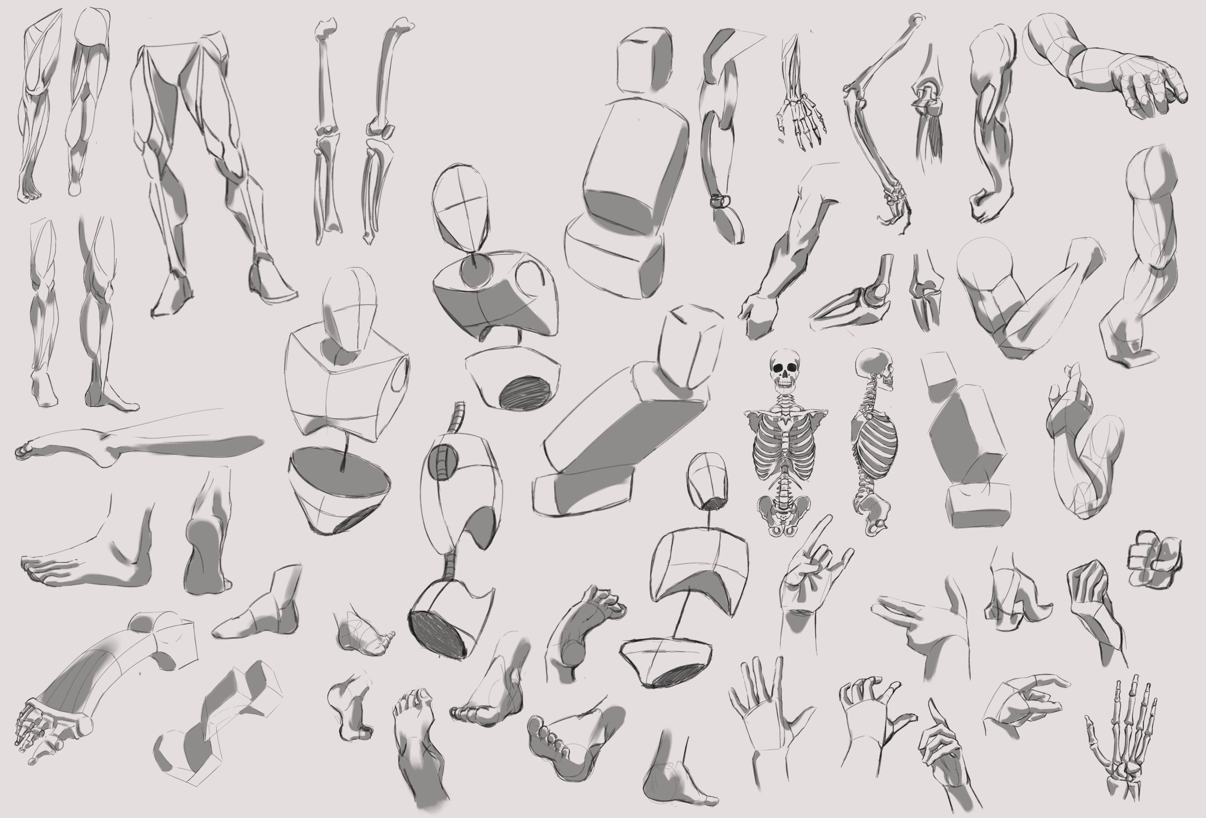 Anatomy Practice - ibisPaint