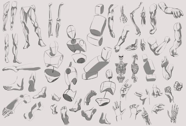 Anatomy Practice - ibisPaint