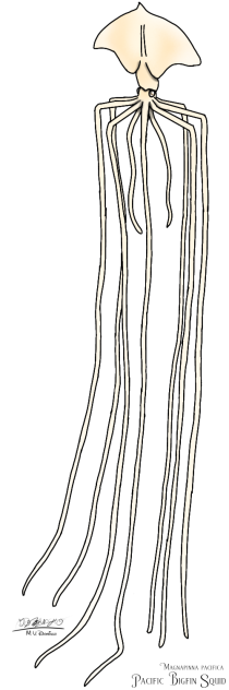 Pacific Bigfin Squid