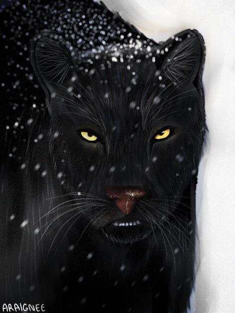 Domesticated animals🐈‍⬛🖤