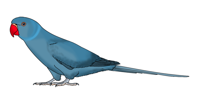 Rose Ringed Parakeet blue