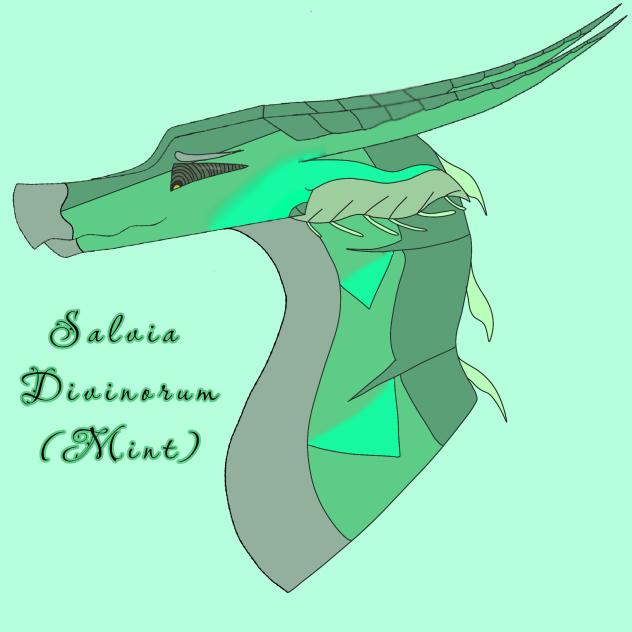 Salvia Divinorum (Mint)