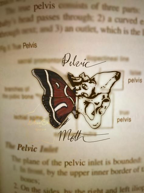 Pelvic moth