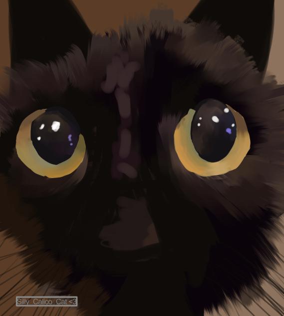spooky meow