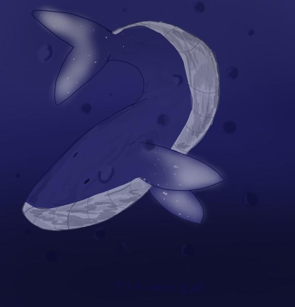 Humpback whale 🐋