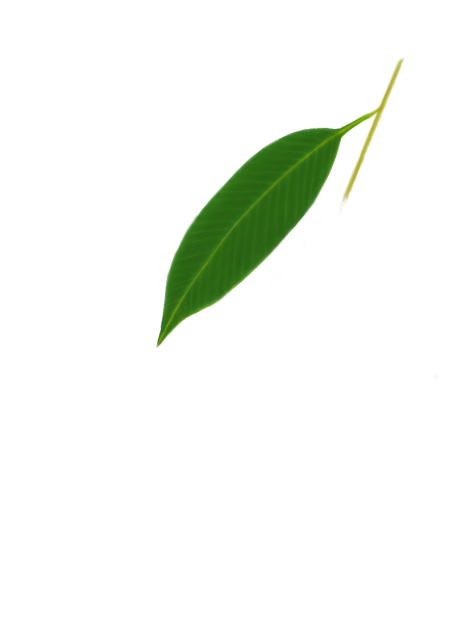 葉っぱ