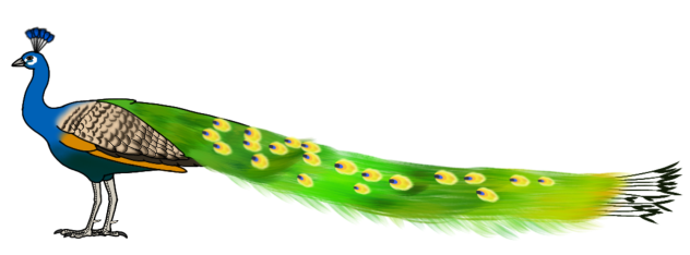 Indian Peacock render