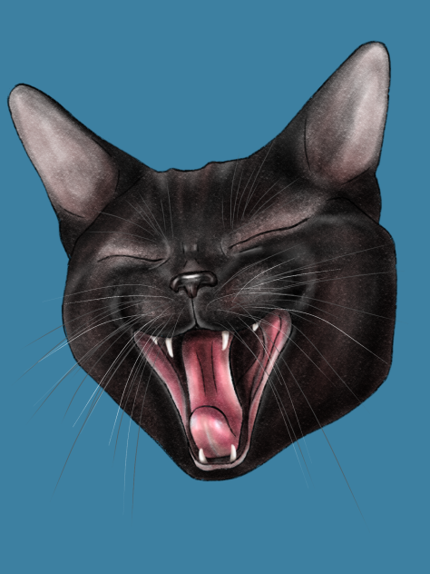 猫の欠伸　黒猫