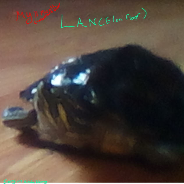 my beautiful baby turtle lance vwv