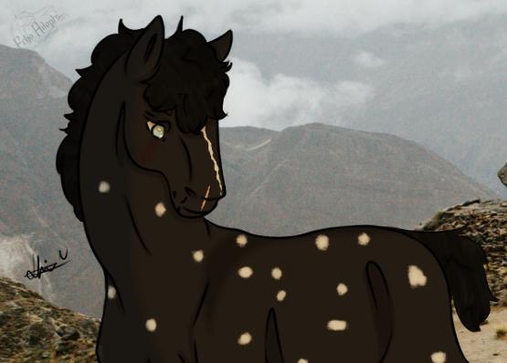 ~ Konig Redesign ~