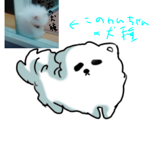 この犬の名前教えてほしいです～