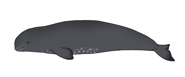 Narwhal calf render