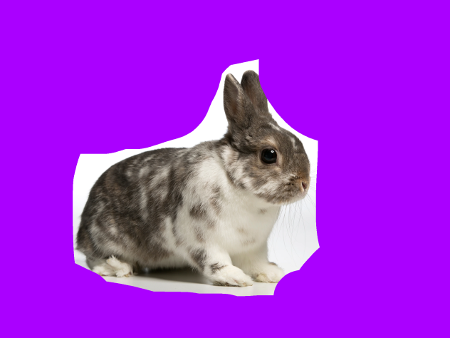 Bunny 6