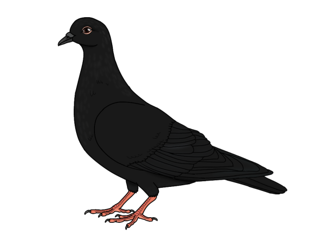 Black Dove render