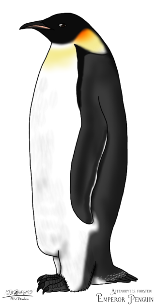 Emperor Penguin