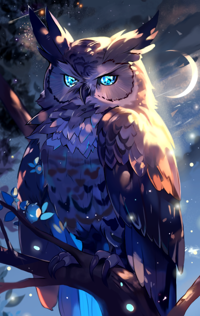 owl🦉
