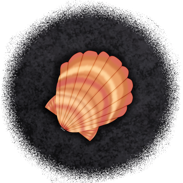 Scallop