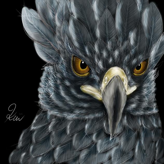 Hawk Eagle