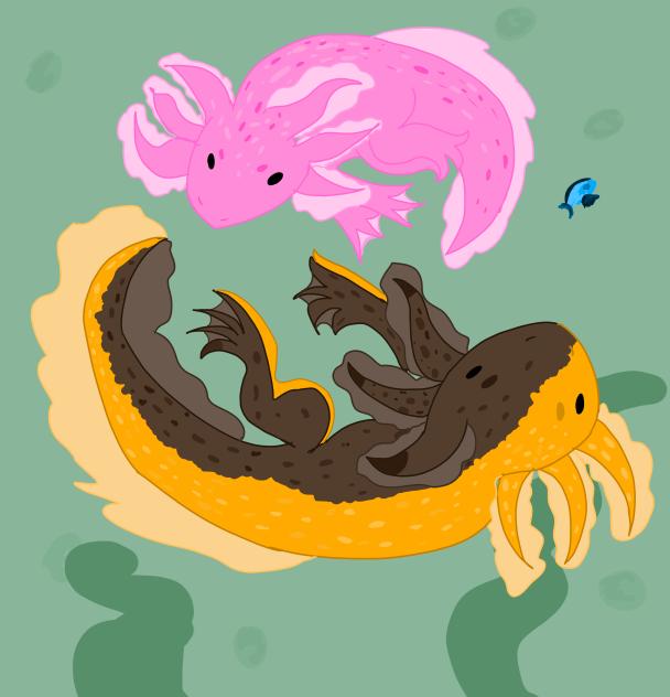 Axolotls
