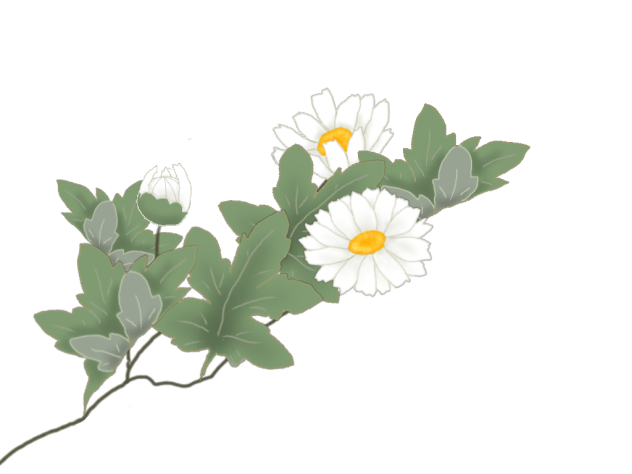 野路菊