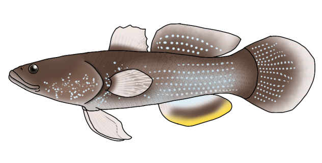 Ophiocara gigas render