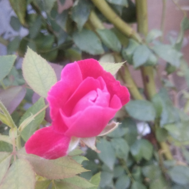 summer rose