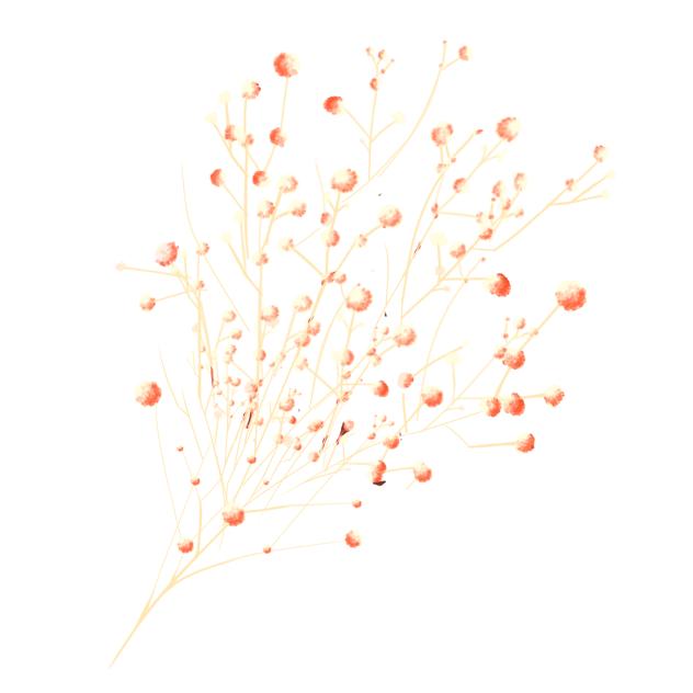 Gypsophila 3